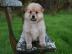 Qualit?t Pomsky Welpen!!!