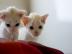 4 wei� , blau�ugig Cornish Rex K�tzchen. 