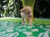 Chihuahua Welpen zur Verf�gung