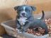 Pit Bull Terrier Welpen zu verkaufen