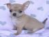 Chihuahua welpen suchen noch ! ! !