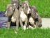 American Blue-Line Pit Bull Terrier Welp