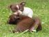 Mini Chihuahua Babys fur 255 euro