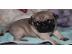 Mops Welpen Beige und schwarz