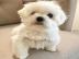 WOCHEN ALTE MINI MALTESE WELPEN