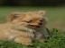 Pomeranian -Welpen