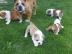 Englisch Bulldog Welpen welpen Hybriden