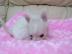 Mini Chihuahua welpen