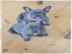 Blaue Franz�sische Bulldogge-Welpen