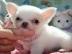 s��e reinrassige Chihuahua Welpen (2