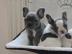 Franz�sische Bulldoggen Welpen mit Papie