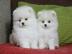 Reinrassig Pomeranian Welpen Miniatur