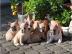Franzsische Bulldoggen Welpe in Choco