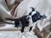 Boston Terrier Welpe whatsapp Nummer +43