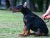 Reinrassige Dobermann Welpen