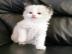 Ragdoll Katzen Babies mit Papieren