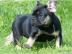 Franz�sische Bulldogge R�de Red /Fawn!