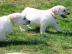 Liebevolle Golden-Retriever-Welpen suche