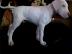 3 Dogo Argentino welpen + FCI Papiere