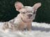 Franz?sische Bulldoggenwelpen verf?gbar