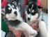 S��e und Gesunde Siberian Husky Welpen