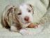Louisiana Leopard dog- Catahoula