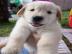 Sch�ne golden retriever-Welpen f�r die R