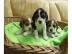unbek�mmerter K�nigcharles Spaniel-Welpe