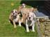 100% OEB FCI Englische Bulldogge Welpen