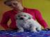 Golden Retriever aus Auslandsdeckung