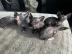 Sphynx-K�tzchen suchen ein Zuhause f�r i