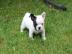 Franz�sische Bulldoggen Welpen