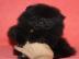 Pommeranian Welpen bereit f?r neue H?use