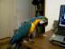 Mann und Frau Blau und Gold Ara Papageie