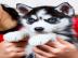 Wundersch�ne Siberian-Husky-Welpen