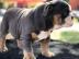 Englische Bulldogge Welpen mit papieren