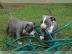 4 American Pit Bull Terrier Welpen
