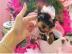 YORKSHIRE TERRIER BEREIT ZU GEHEN. 