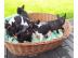 Franz. Bulldoggen Welpen choco linie