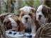 Super s��e English Bulldoggen Welpen abz