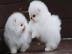 KOSTENLOS Pomeranian Zwergspitz welpen