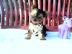 Wundersch�ne,gesunde,Qualit�tvolle mini
