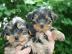 Yorkiezwerg mit traumhaften puppigen Ges