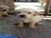 Labrador Welpen mit Papieren