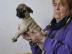 Sehr sch�ne Mops Welpen