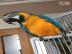 Baby Blau Und Gold Aras Fur Den Verkauf
