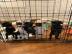 S?sse Mops Welpen 12 Wochen Alt