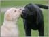 Labrador Welpen mit Papieren. 