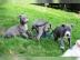 American Staffordshire Terrier Welpen zu