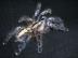 Biete Spinnen: Poecilotheria metallica
